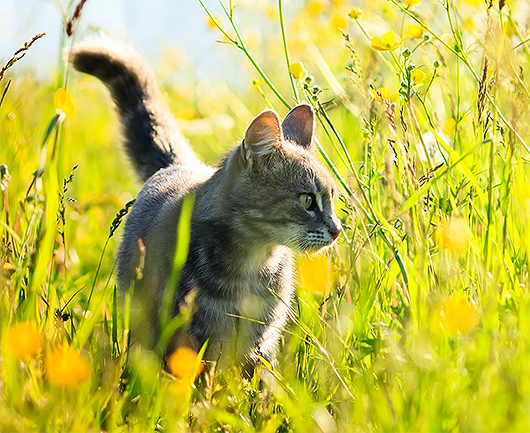 Prevent Pests on Your Pet