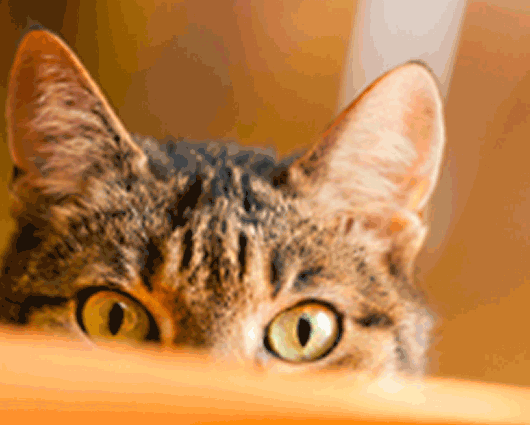 Ear problems in pets